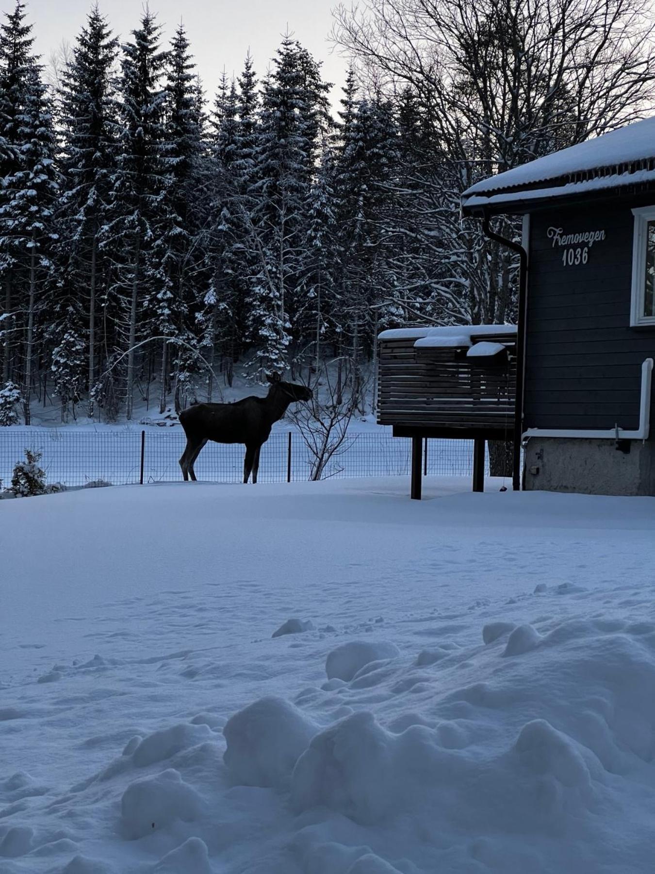 Vassfjellet Home Trondheim Buitenkant foto